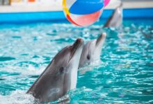Delphin Show und Schwimmen mit Delfinen Aksu Antalya