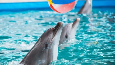 Delphin Show und Schwimmen mit Delfinen Aksu Antalya